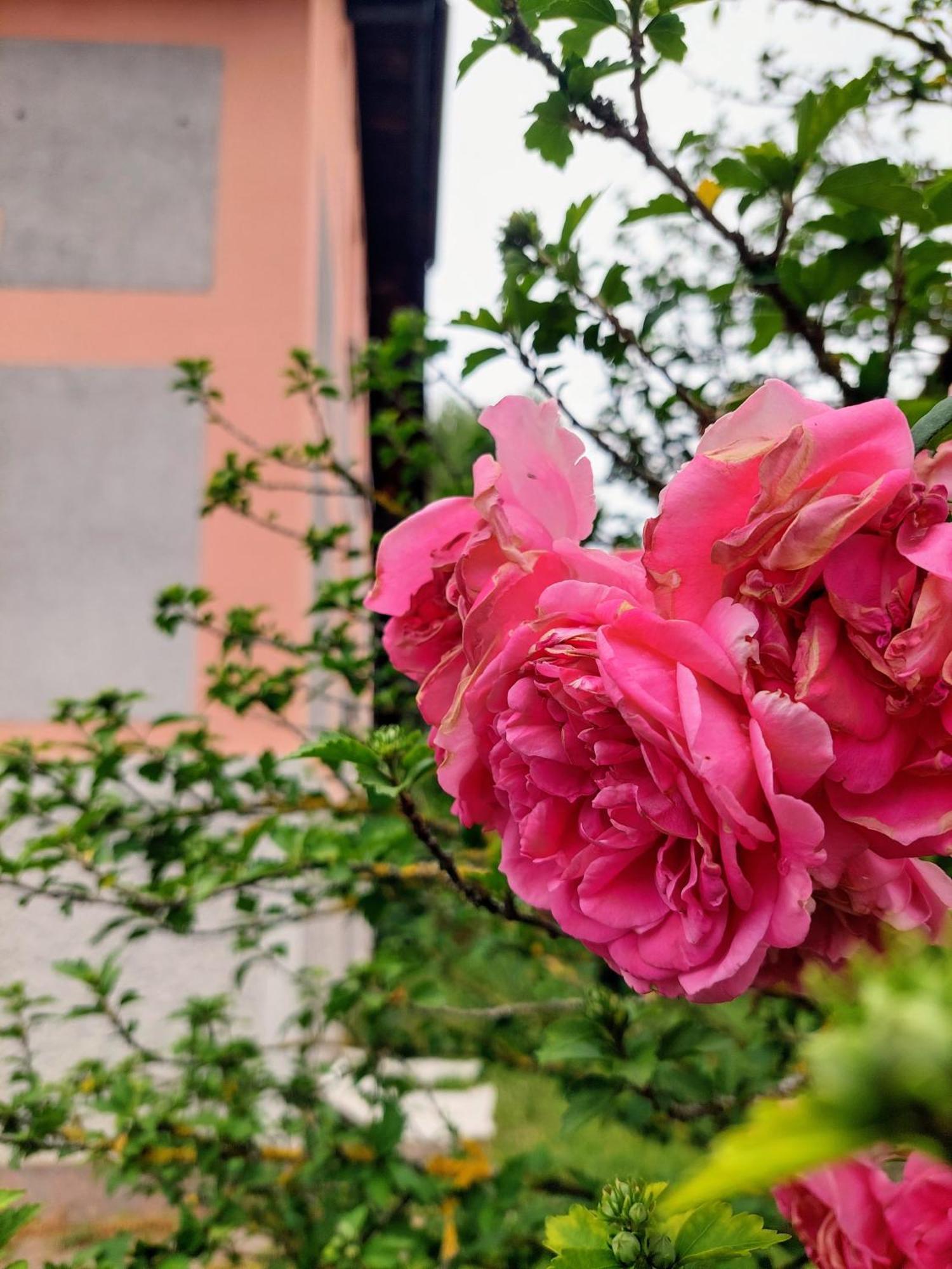 Privatunterkunft R24, Rose House Laibach