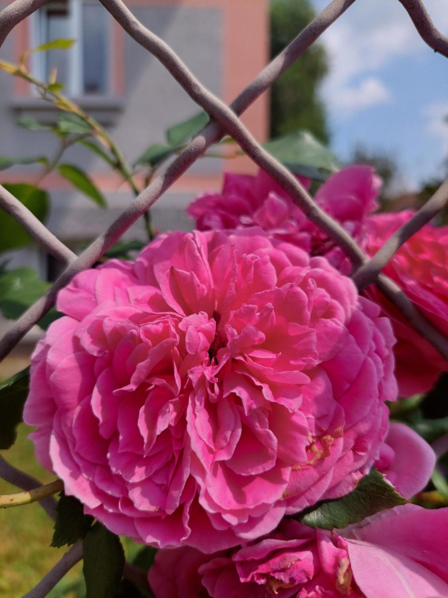Privatunterkunft R24, Rose House Laibach